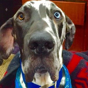 Meet your Posher, Elizabeth